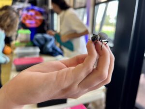 A woman holds a large beetle on her finger tips.