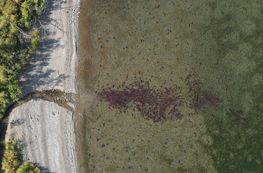 a pile of red salmon gather in green water