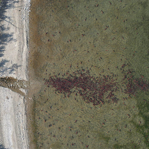 a pile of red salmon gather in green water