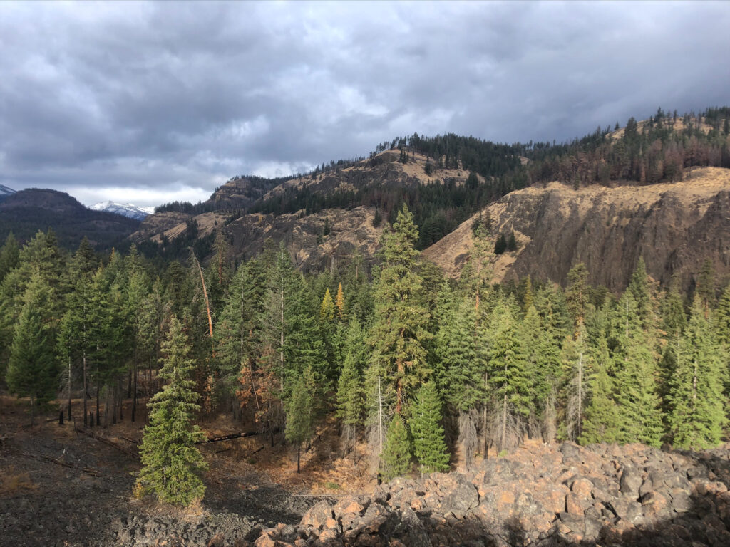 Green trees are in front of burned trees on a hillside.