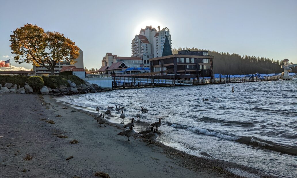 Geese walk along the shores of Lake Coeur d'Alene near a lakeside hotel.