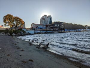 Geese walk along the shores of Lake Coeur d'Alene near a lakeside hotel.