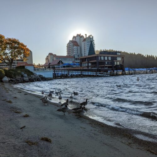 Geese walk along the shores of Lake Coeur d'Alene near a lakeside hotel.