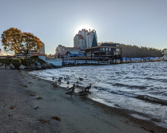 Geese walk along the shores of Lake Coeur d'Alene near a lakeside hotel.