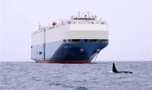 A way to prevent large ships from striking and killing whales is to transmit alerts to the officers at the helm when whales are nearby.