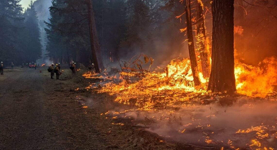 Firefighters stand in the distance with drip torches along a road surrounded by trees. A fire burns in the foreground of the picture. It's climbing up some smaller trees.