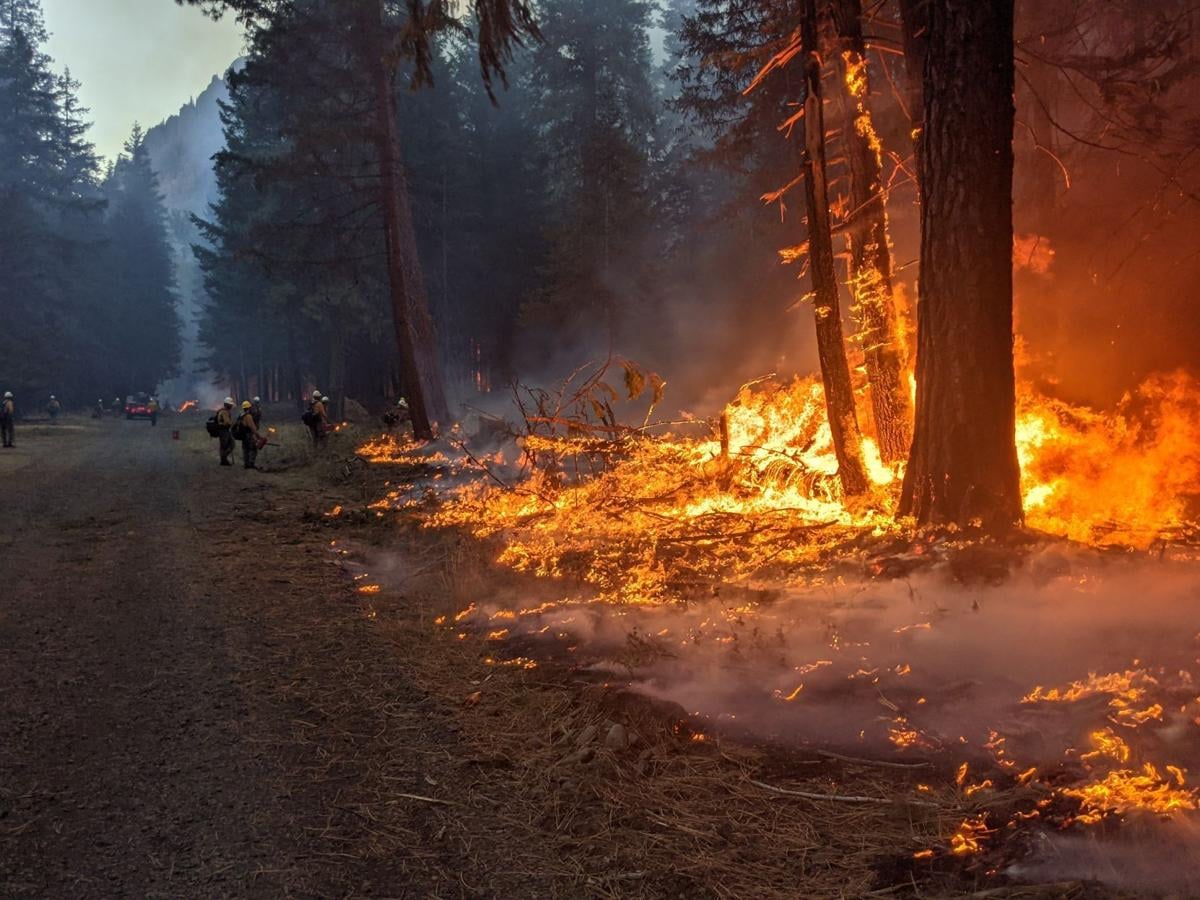 Firefighters stand in the distance with drip torches along a road surrounded by trees. A fire burns in the foreground of the picture. It's climbing up some smaller trees.