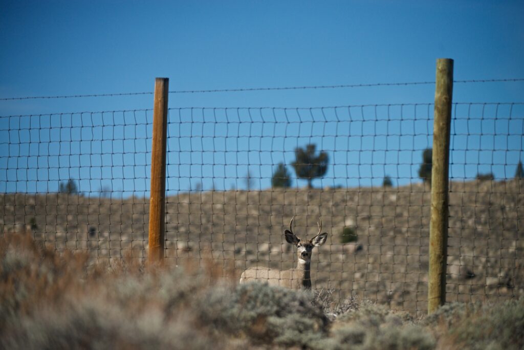 A mule deer looks through a game fence with a bright blue sky behind and landscape dotted by brush and brown soil.