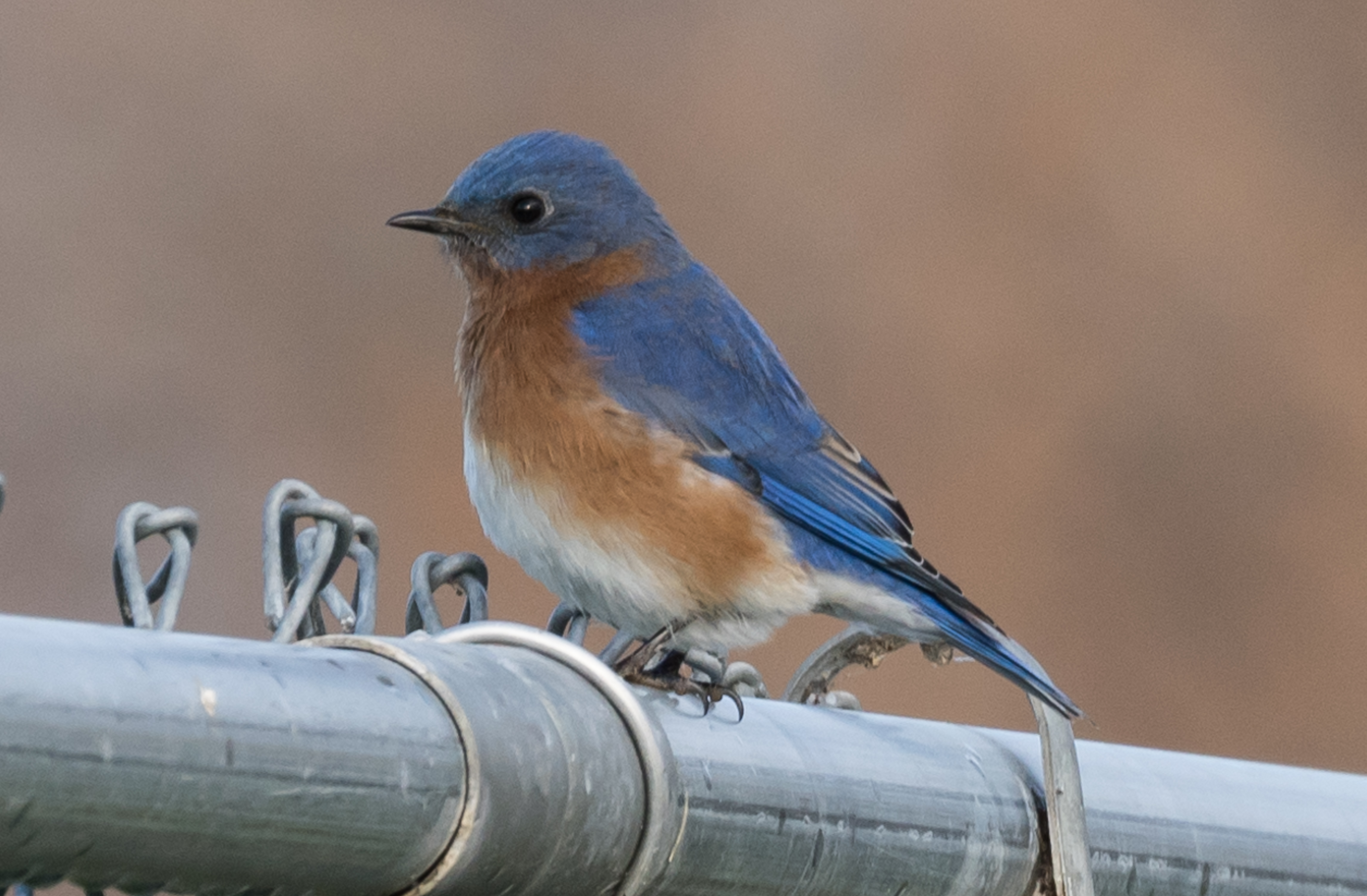 eastern bluebird