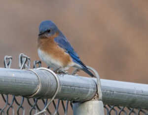 small bluebird on a fence