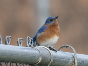 bluebird on fence