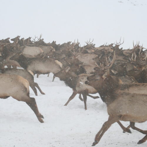 A herd of elk run through snow.