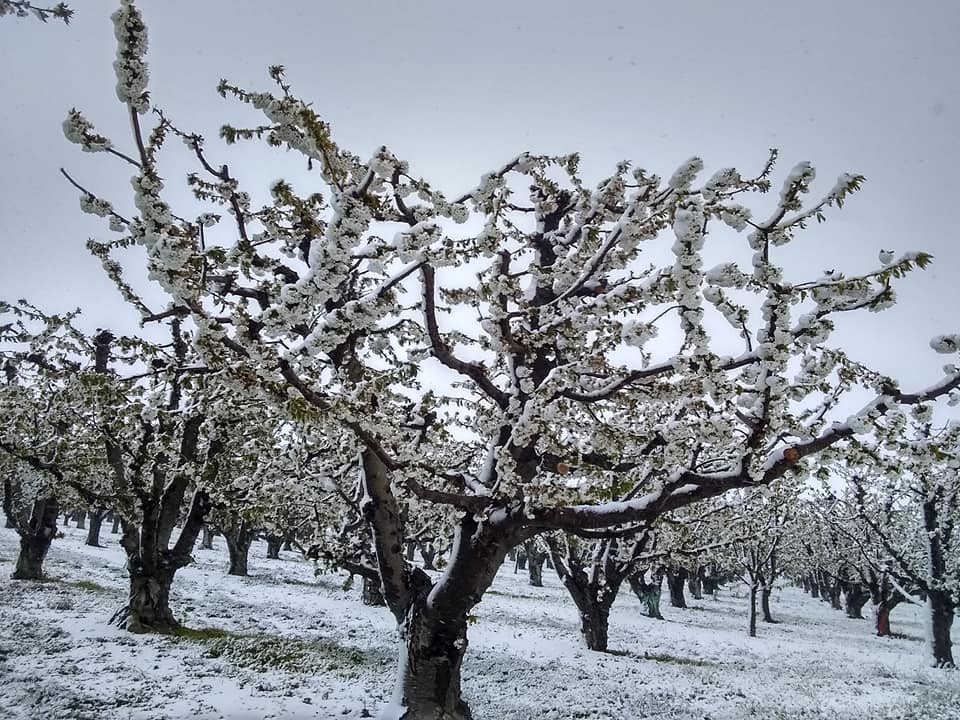 An apple tree covered in snow.