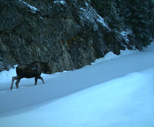 A moose walks in snow next to a rocky cliff face.