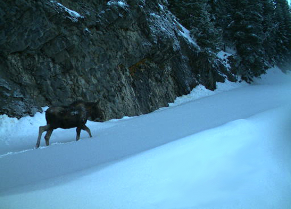 A moose walks in snow next to a rocky cliff face.