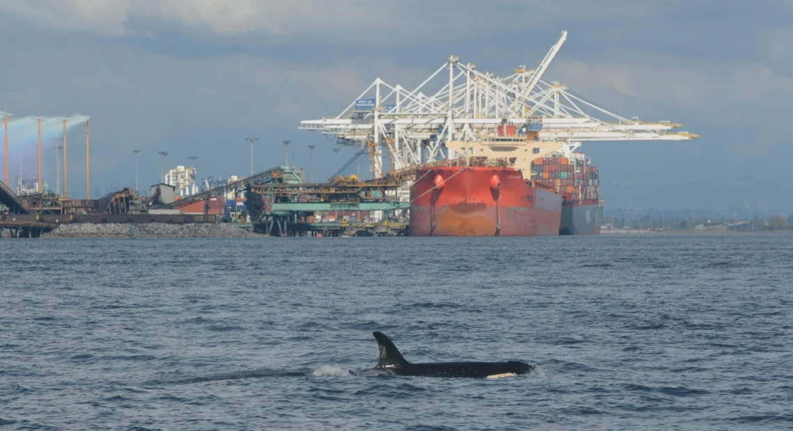 Many captains of large commercial vessels agreed to slow down in a stretch of northern Puget Sound shipping lanes where endangered orcas are frequently seen in the fall.