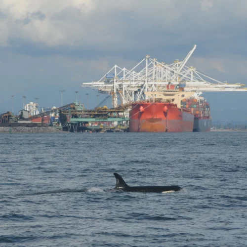 Many captains of large commercial vessels agreed to slow down in a stretch of northern Puget Sound shipping lanes where endangered orcas are frequently seen in the fall.