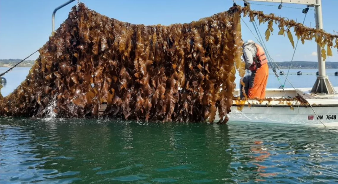 Workers harvest kelp in Hood Canal at Washington's first commercial seaweed farm, Blue Dot Sea Farms.