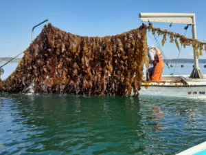 Workers harvest kelp in Hood Canal at Washington's first commercial seaweed farm, Blue Dot Sea Farms.