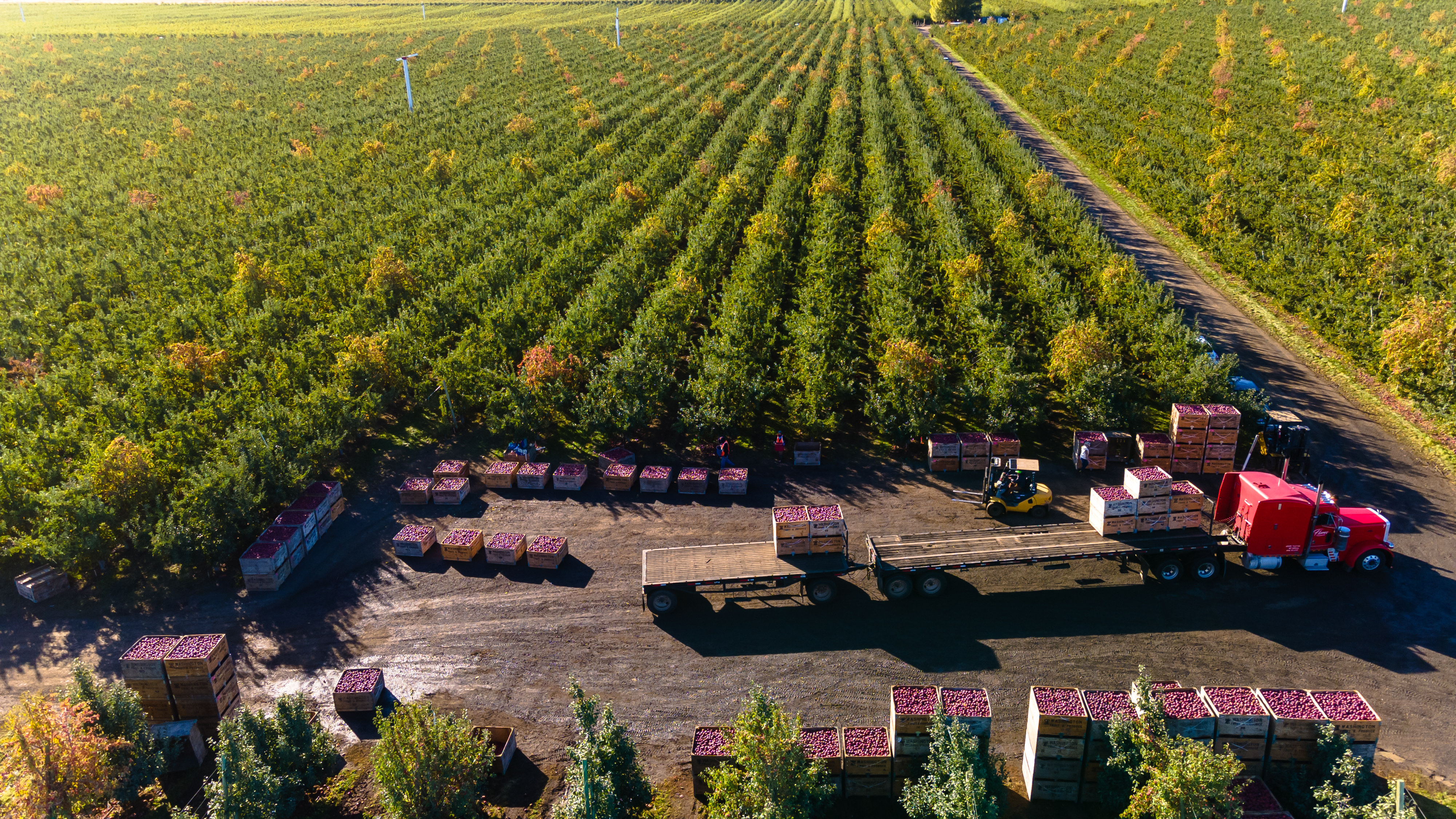 Truck waiting to be loaded with Northwest Red Delicious apples to be taken to the warehouse