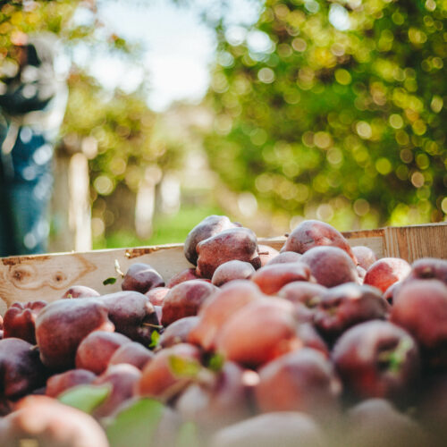 Red Delicious apples wait to be hauled out of a Cowiche, Washington orchard by workers during harvest. Red Delicious growers have been under pressure lately with one of their top export markets – India – mostly shut down because of high tariffs