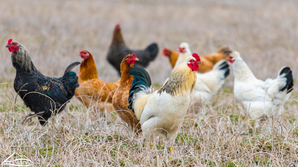 Several chickens of varying colors (black, light brown, white with black tails) stand in a dead grass field.