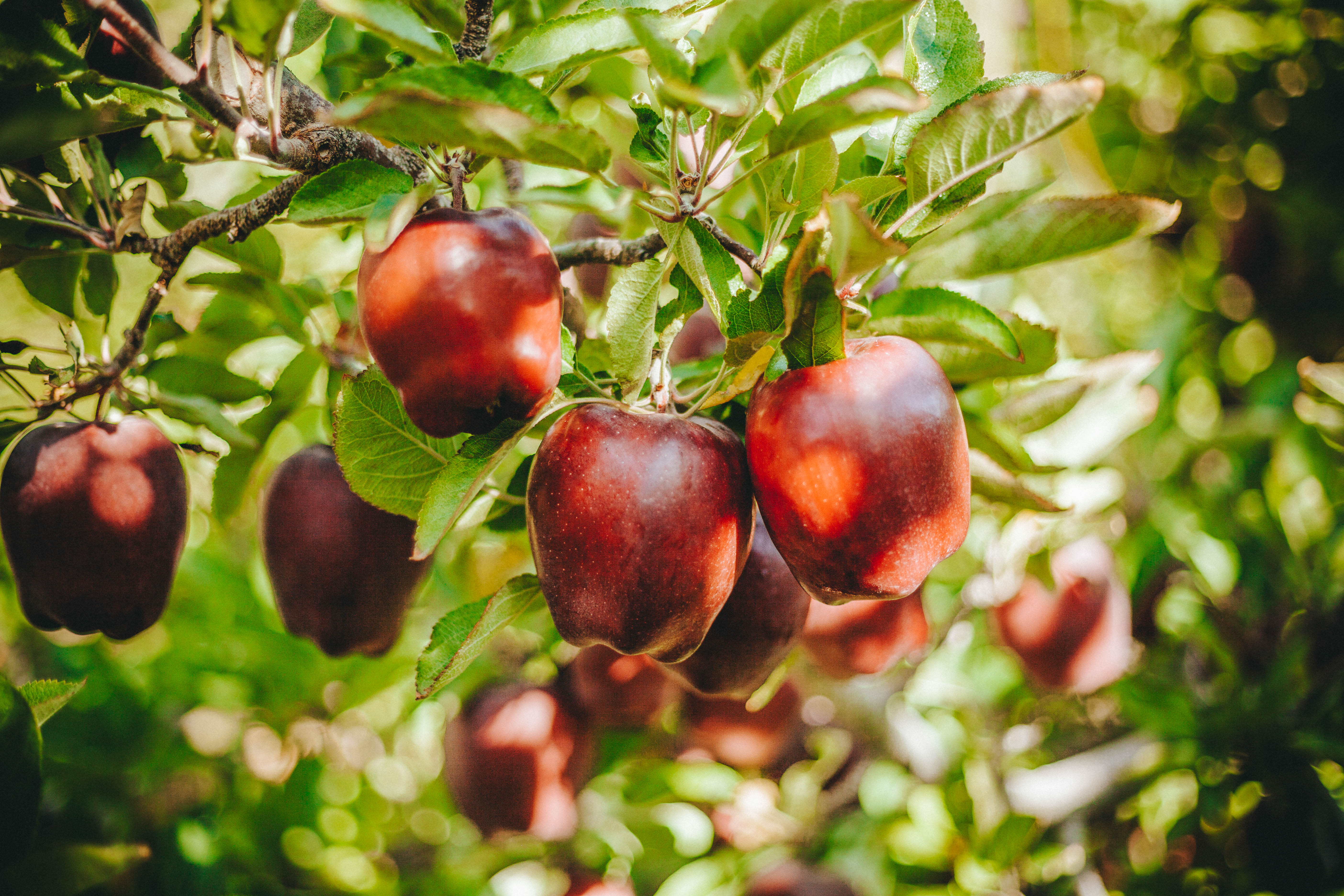 Red Delicious Apples