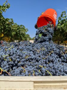 Dark purple wine grapes sit in a large vat as an orange bucket pours more grapes on top of the pile. Green grapevines flank the sides of the container.