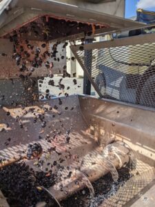 Dark purple grapes fall from a metal processing machine. 