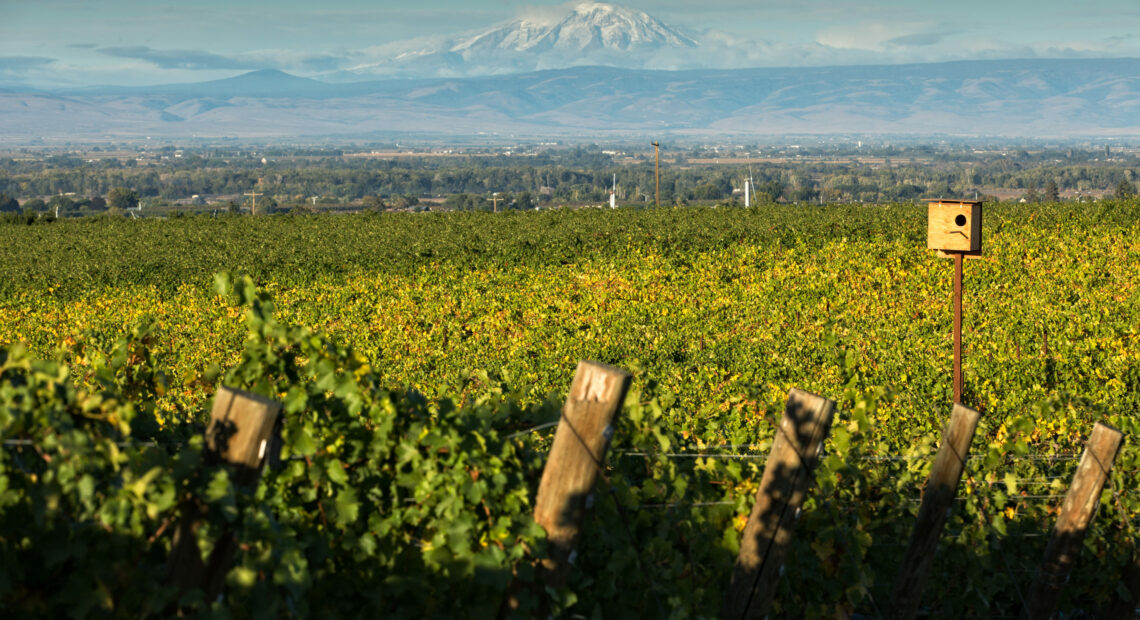 Green grapevines fill the photo as a wooden birdhouse peeks up from the vines. A large mountain with snow can be seen in the distance.