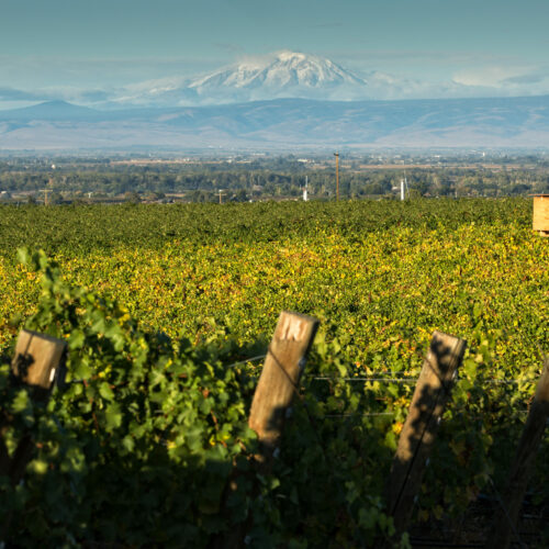 Green grapevines fill the photo as a wooden birdhouse peeks up from the vines. A large mountain with snow can be seen in the distance.