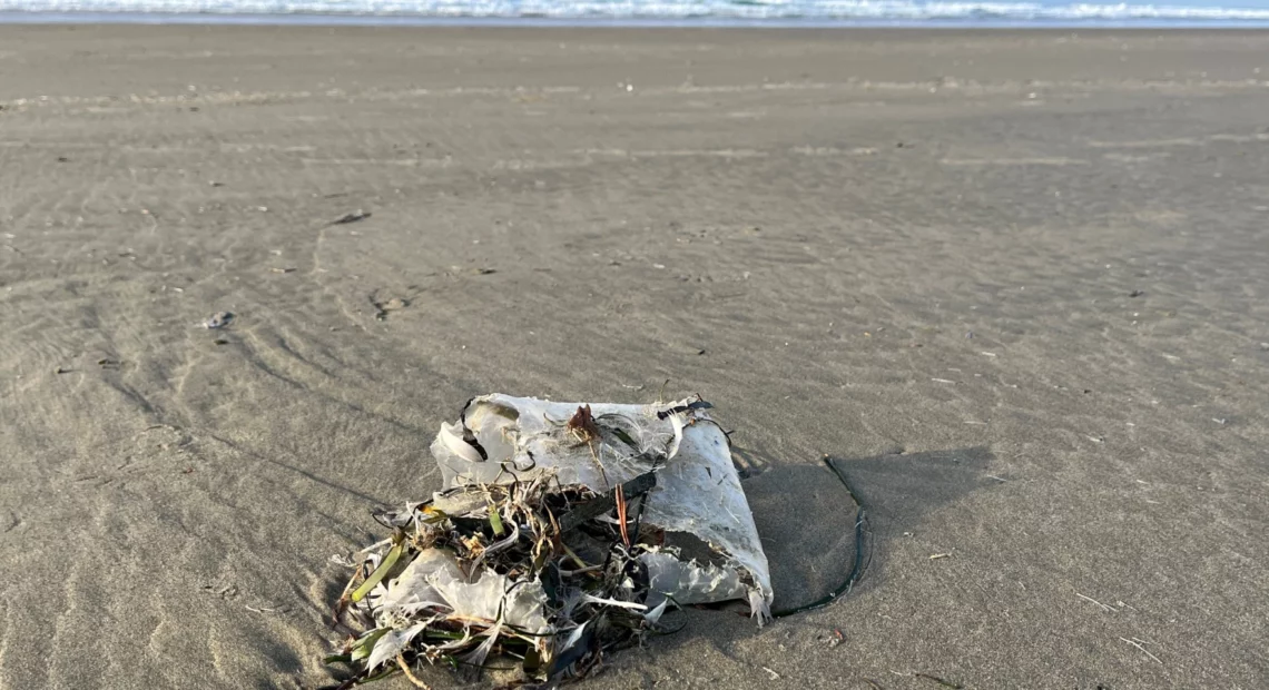 This decaying plastic litter on the beach at Newport, Oregon, is on its way to becoming microplastic pollution