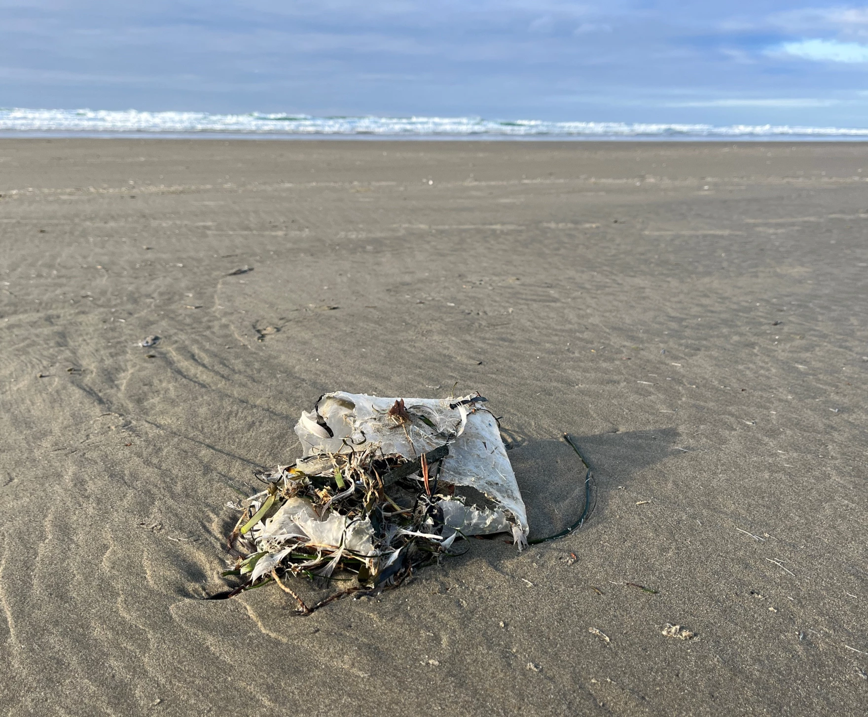 This decaying plastic litter on the beach at Newport, Oregon, is on its way to becoming microplastic pollution