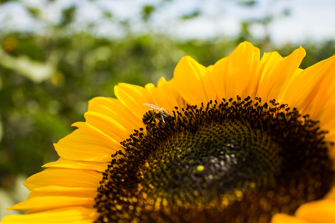 A honey bee perches on a bright yellow and black sunflower. 