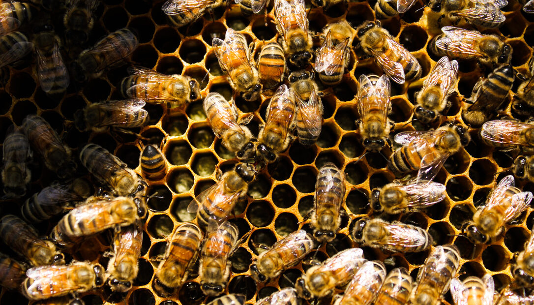 Bright yellow bees crawl around yellow honeycombs.