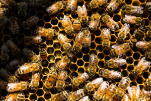 Bright yellow bees crawl around yellow honeycombs.