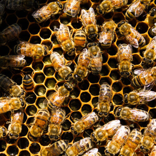 Bright yellow bees crawl around yellow honeycombs.