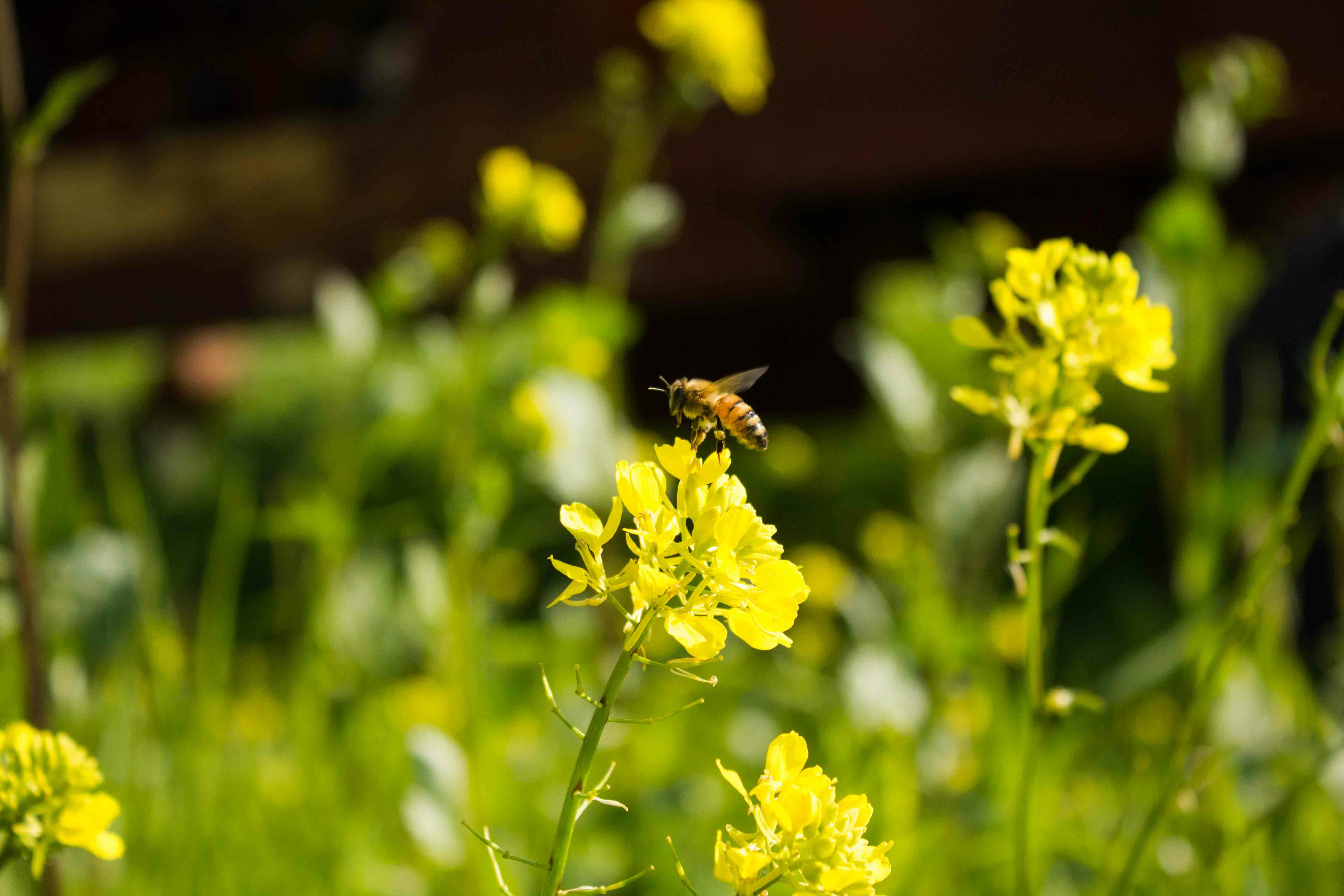 A honey bee lands on a bright yellow flower framed by other yellow flowers in a green field. 