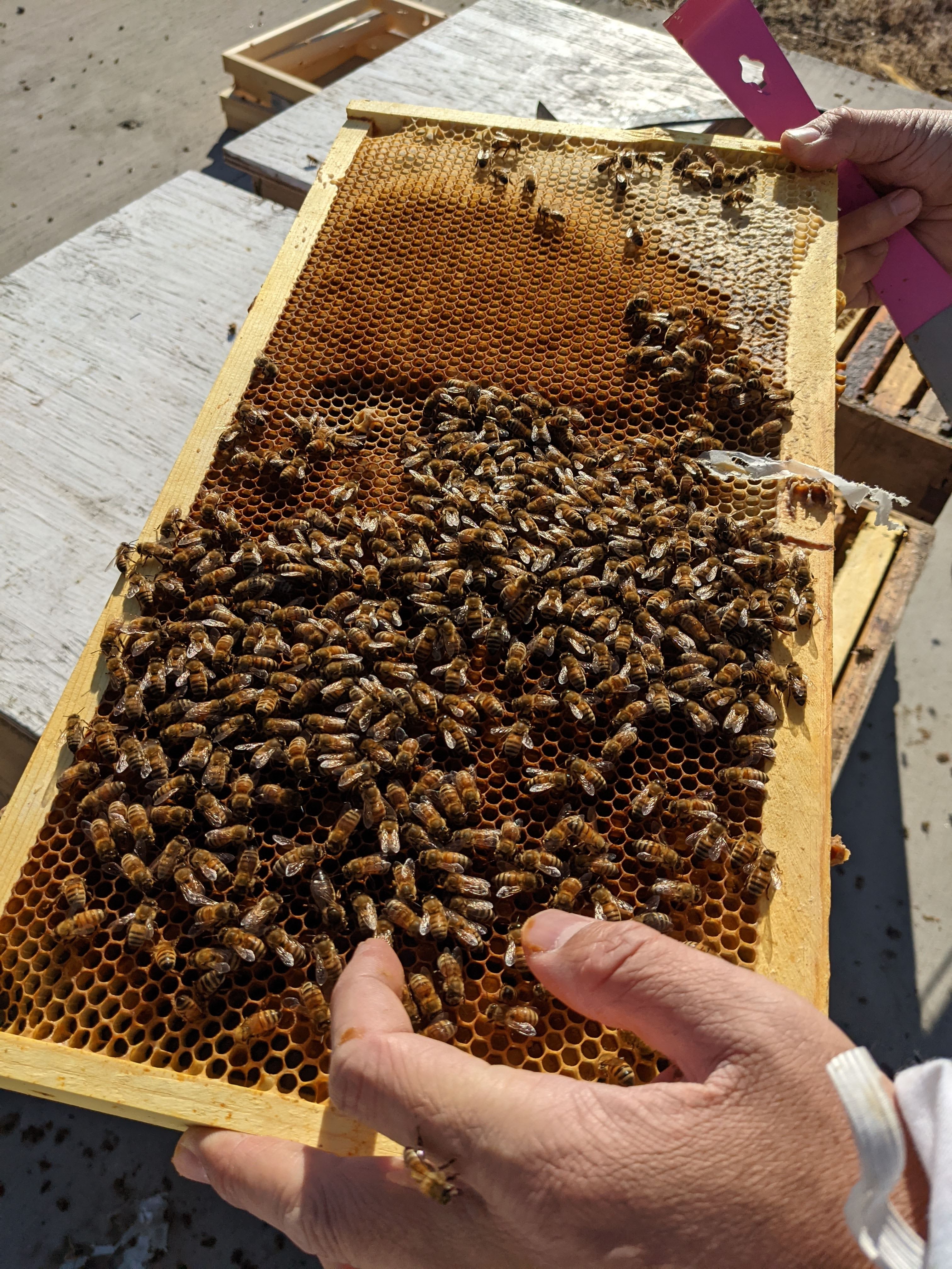 Human hands hold a wooden honeycomb filled with worker bees. 