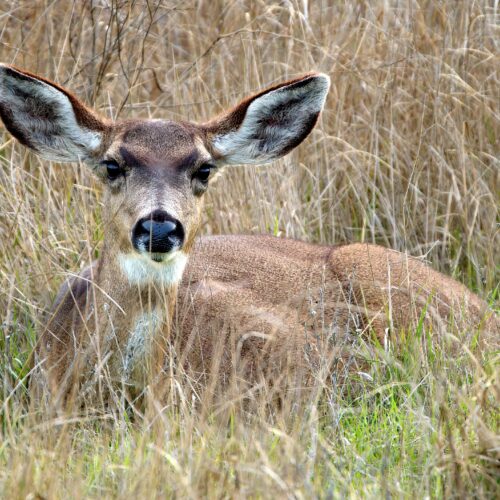 A brown deer with large ears lined in white, velvety fur lies down in green and brown grasses. Its nose is glossy and its looking directly at the camera with big, dark black eyes.