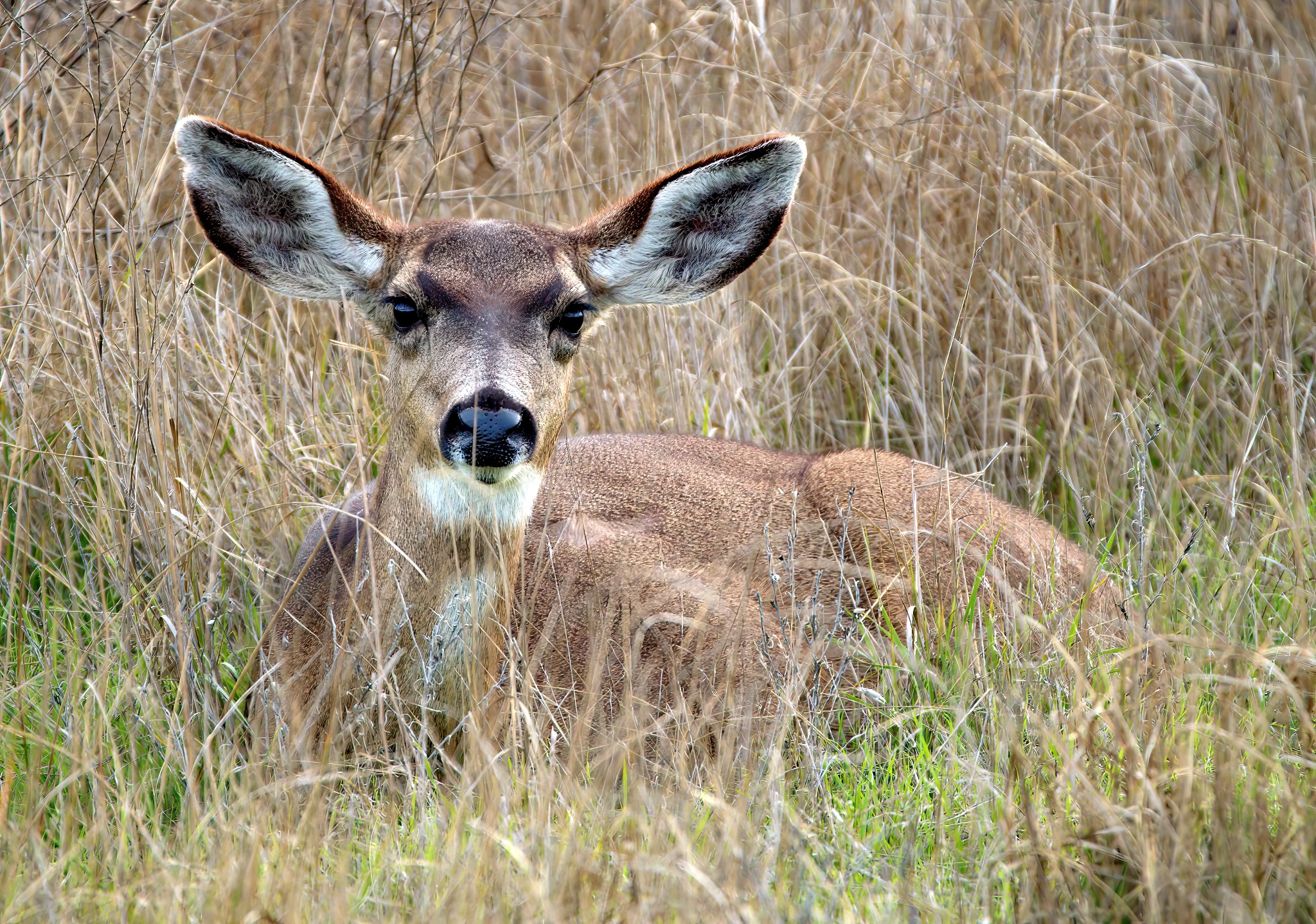 A brown deer with large ears lined in white, velvety fur lies down in green and brown grasses. Its nose is glossy and its looking directly at the camera with big, dark black eyes.