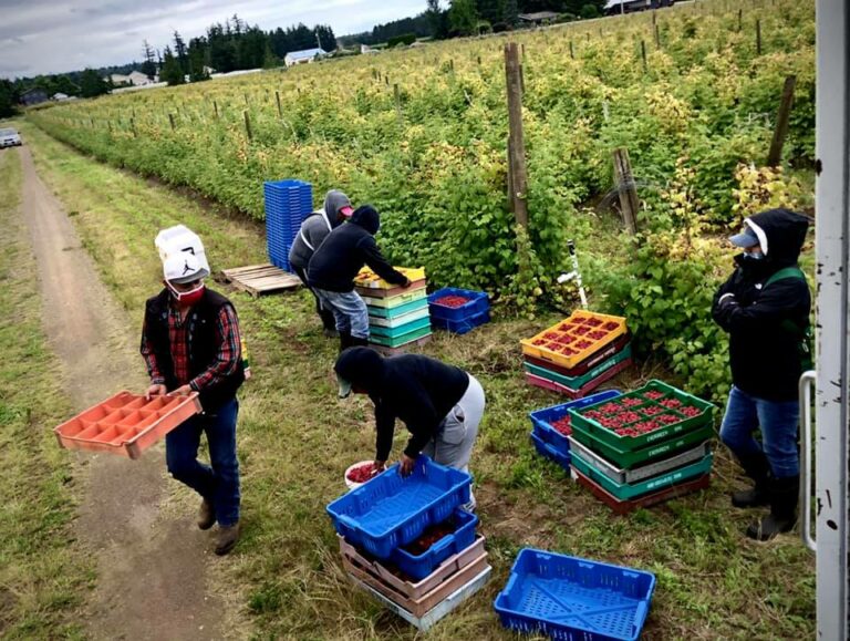 Farmworkers in the fields in Washington