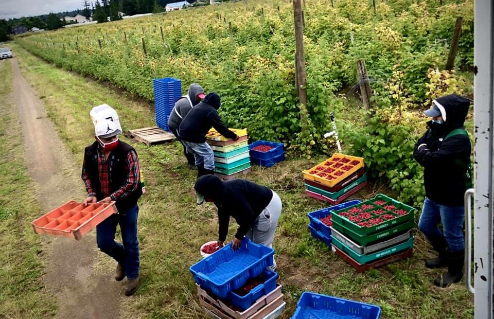 Farmworkers in the fields in Washington