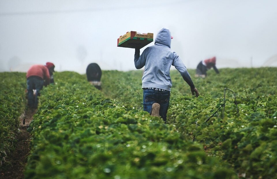 Farmworkers in a field