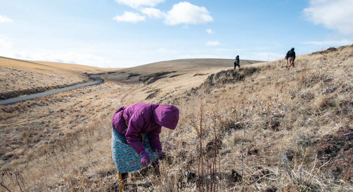 Látis Nowland, of Mission, Oregon, digs for wild celery, or latit latit in the Umatilla language, as Tatum Ganuelas, right, and Beth Looney search the surrounding hills. Nowland said she’s been doing this work since the Sunday after she was born, when her mother, Trinette Minthorn, brought her along in a baby board. The women were among a group of about 15 women and girls who gathered for the sacred tradition that marks the arrival of spring for the Confederated Tribes of the Umatilla Indian Reservation