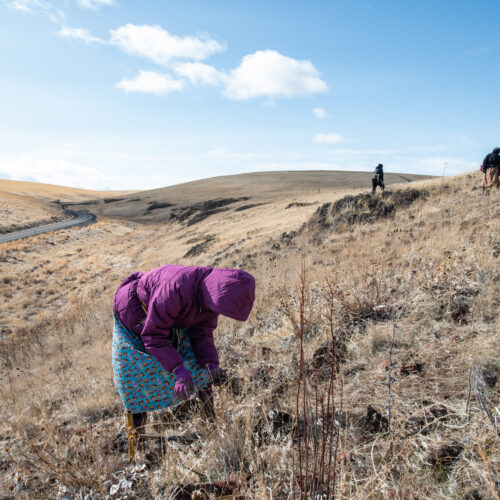 Látis Nowland, of Mission, Oregon, digs for wild celery, or latit latit in the Umatilla language, as Tatum Ganuelas, right, and Beth Looney search the surrounding hills. Nowland said she’s been doing this work since the Sunday after she was born, when her mother, Trinette Minthorn, brought her along in a baby board. The women were among a group of about 15 women and girls who gathered for the sacred tradition that marks the arrival of spring for the Confederated Tribes of the Umatilla Indian Reservation