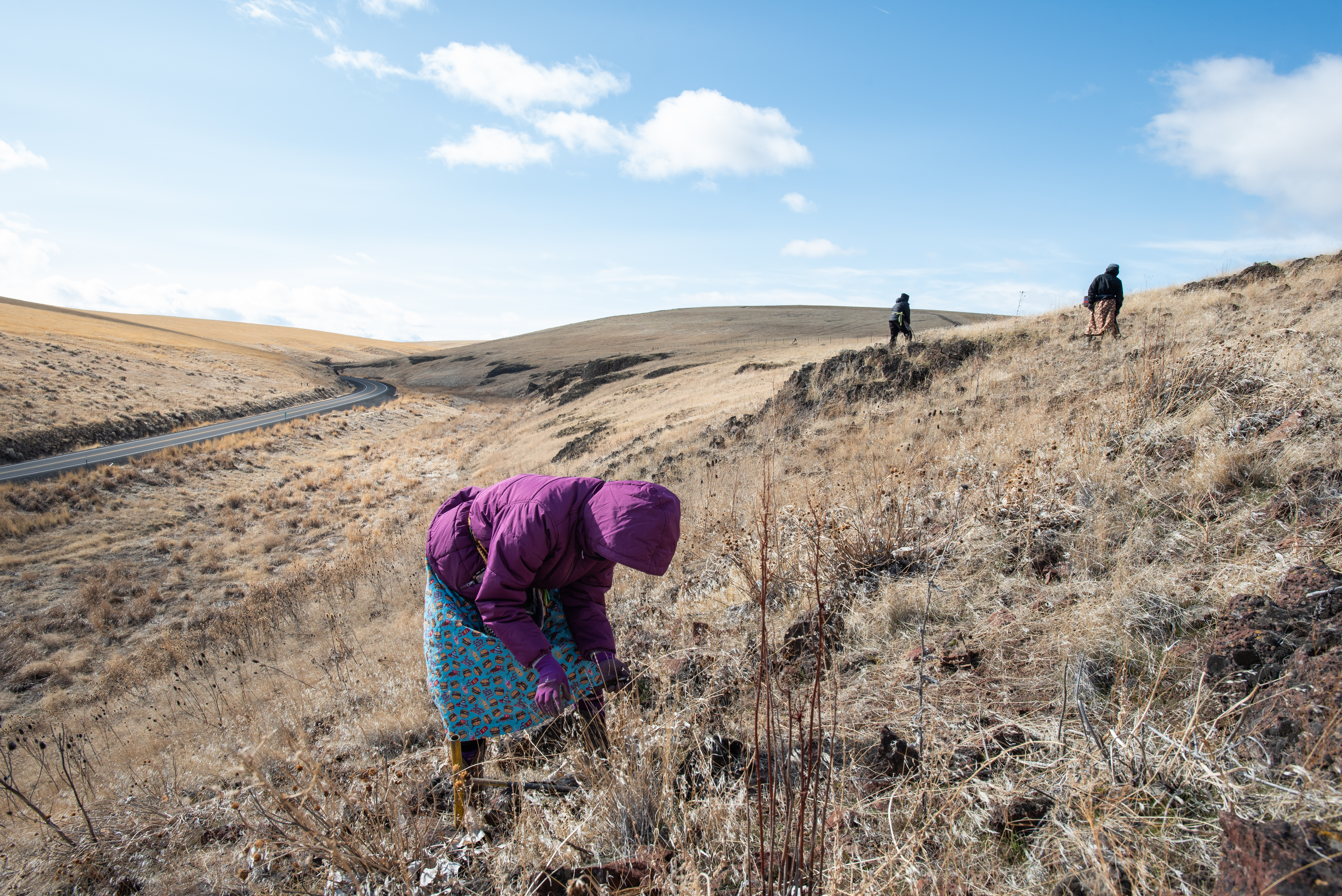 Látis Nowland, of Mission, Oregon, digs for wild celery, or latit latit in the Umatilla language, as Tatum Ganuelas, right, and Beth Looney search the surrounding hills. Nowland said she’s been doing this work since the Sunday after she was born, when her mother, Trinette Minthorn, brought her along in a baby board. The women were among a group of about 15 women and girls who gathered for the sacred tradition that marks the arrival of spring for the Confederated Tribes of the Umatilla Indian Reservation