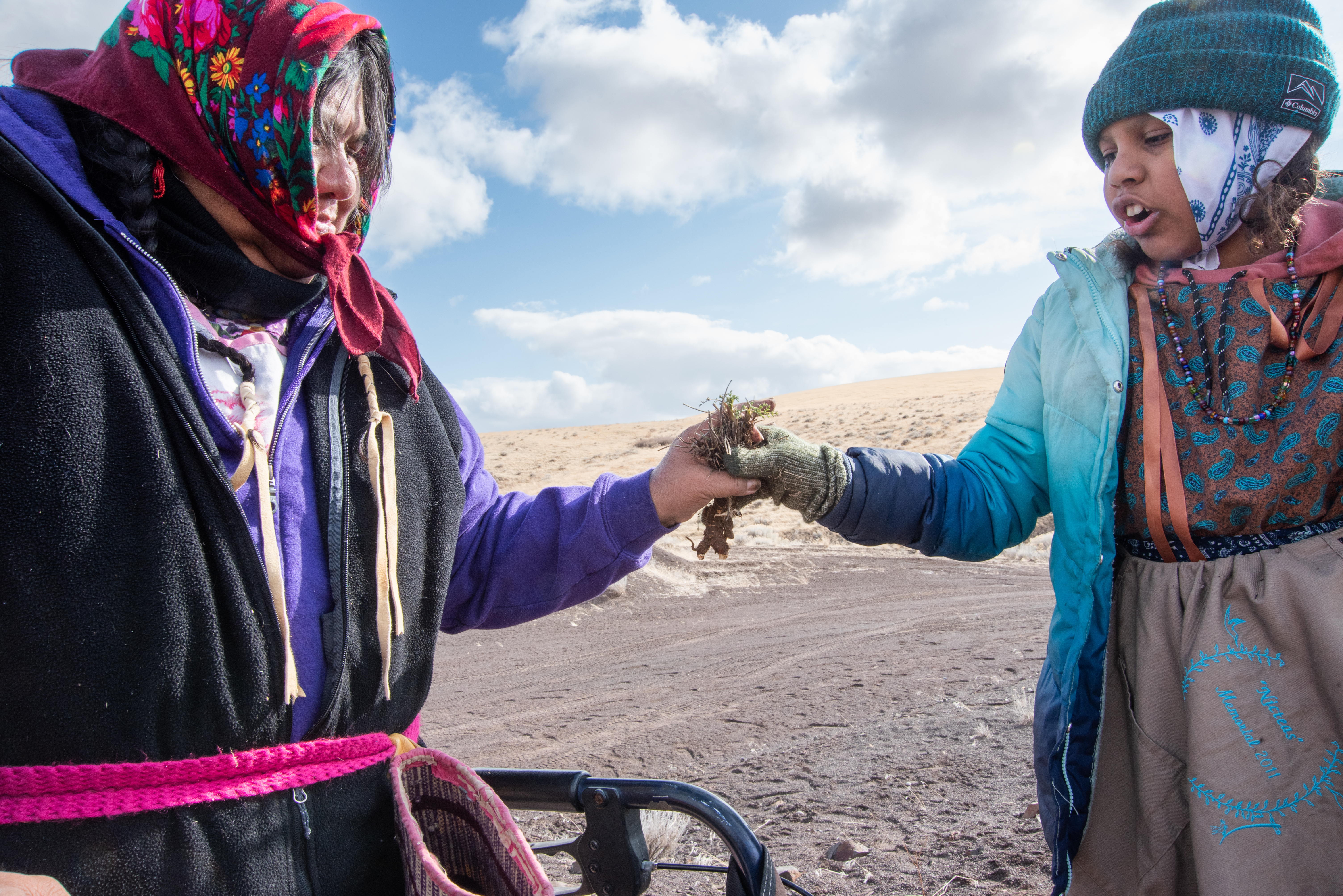 Lisa Faye Gavin-McIntosh, 9, hands a wild celery root bunch to her grandmother, Shawna Gavin, who will sort the new tender roots from the dry, old “grandparent” stalks. Shawna Gavin, 65, is the eldest of the group of gatherers and was accompanied by her daughters and granddaughters on the dig. “We have to repeat what we hear, and we have to repeat and remember what we see,” says Mission Longhouse Leader Armand Minthorn, when speaking about the tribe’s sacred traditions 