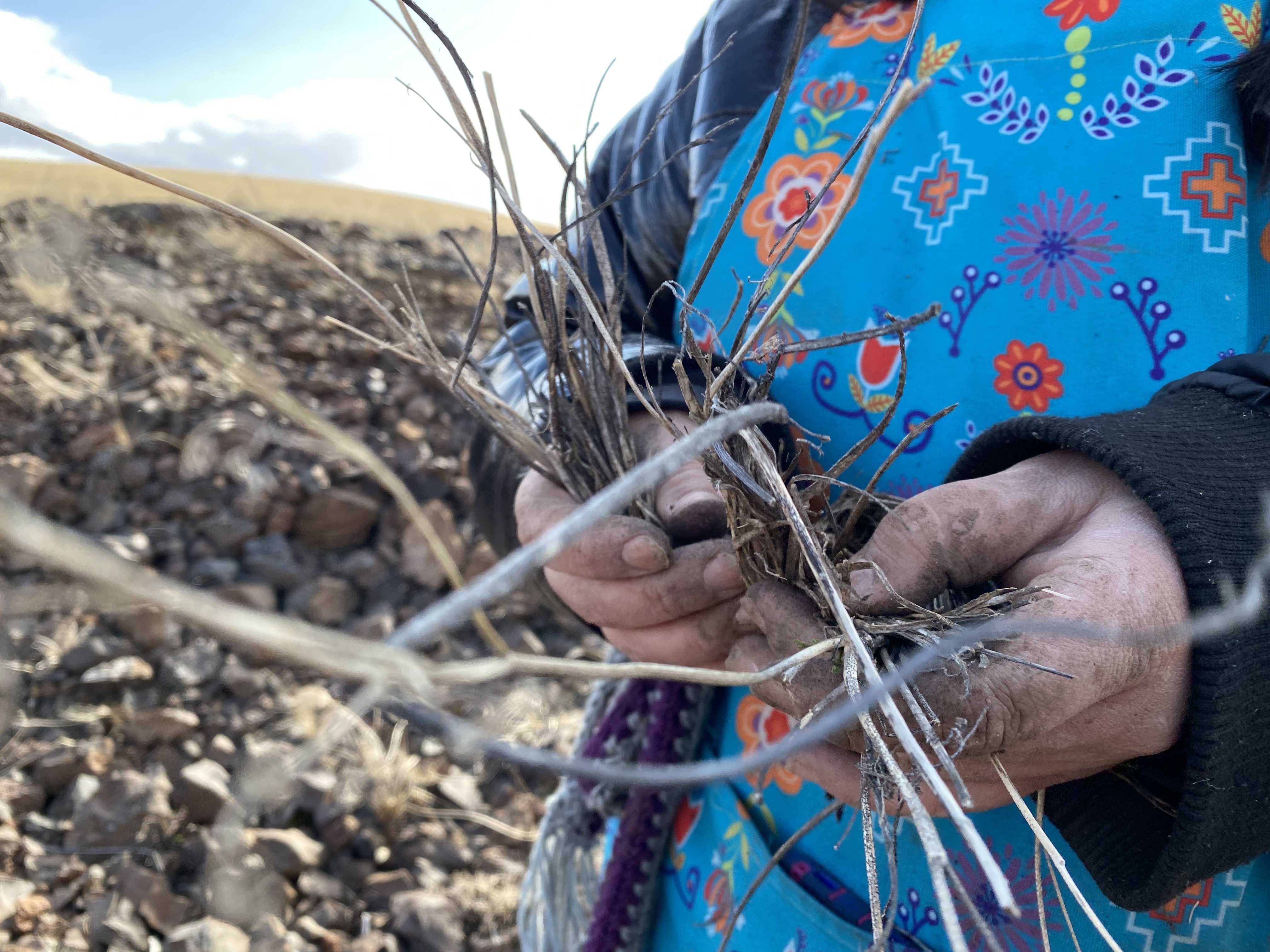 Jill-Marie Gavin works away the dead stalks of years past to harvest this spring’s new shoots of wild celery. Tradition states that when you taste the celery, a sacred “big sister,” your ancestors and even recent dead come back through the plant to nourish and help the people 