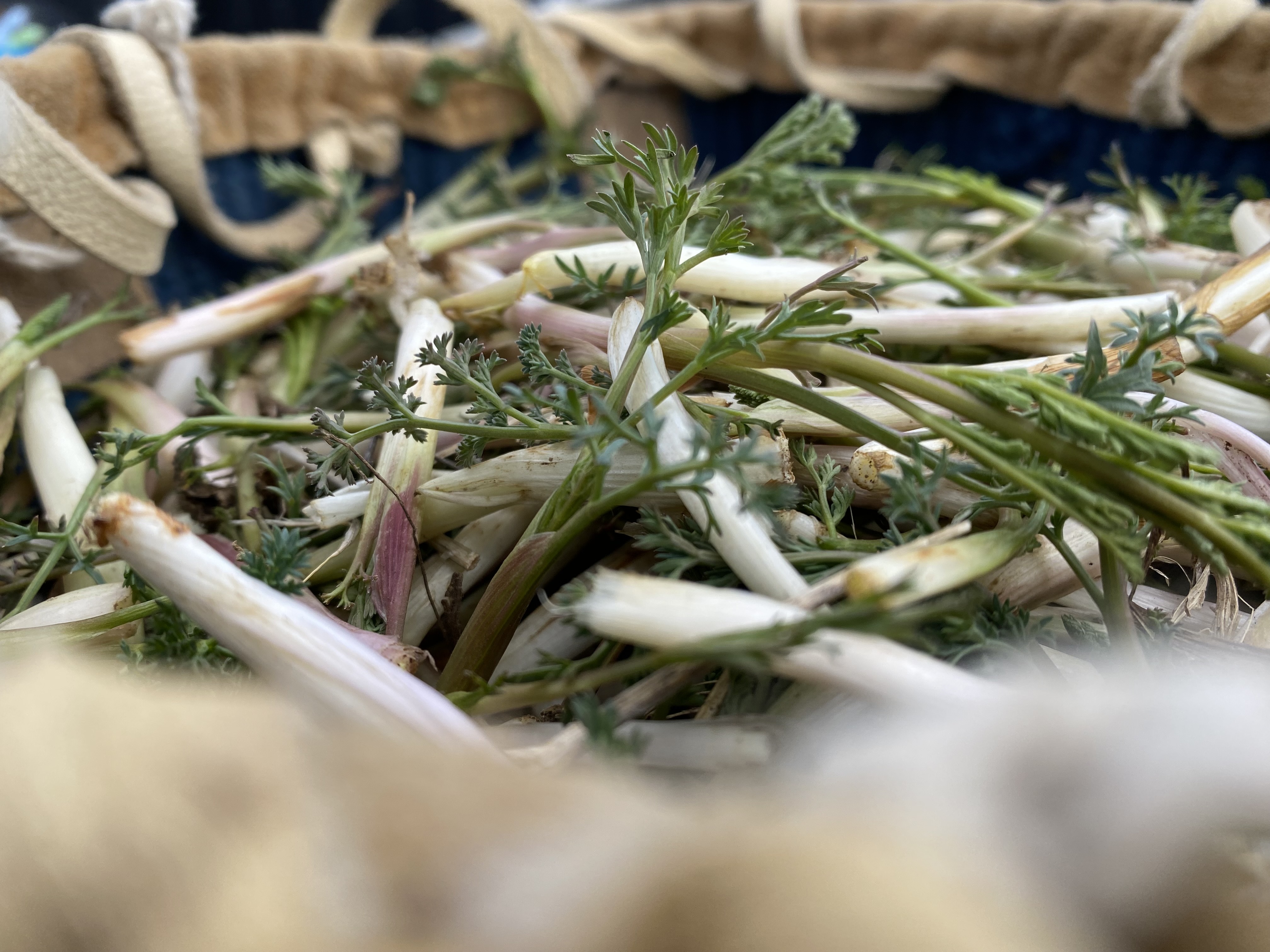 Freshly harvested wild celery fills a woven bag. Women and girls from the Confederated Tribes of the Umatilla Indian Reservation gathered the plants March 3 in the foothills of the Blue Mountains. They collected two full bags to take back to the Mission Longhouse, where they spent another day cleaning the celery and preparing food for a ceremonial feast on Sunday, March 5, attended by more than 100 tribal members and guests 